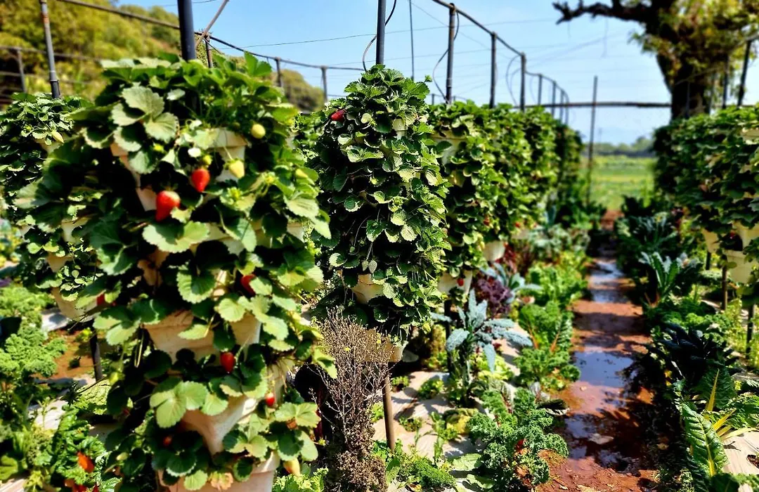 Dv Inns Farmvilla - Besides Strawberry Farms-1